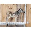 Image 1 : Baby Zebra Full Body Taxidermy Mount