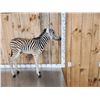 Image 2 : Baby Zebra Full Body Taxidermy Mount