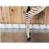 Image 3 : Baby Zebra Full Body Taxidermy Mount