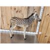 Image 4 : Baby Zebra Full Body Taxidermy Mount