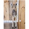 Image 5 : Baby Zebra Full Body Taxidermy Mount