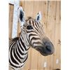 Image 6 : Baby Zebra Full Body Taxidermy Mount