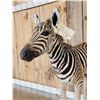 Image 7 : Baby Zebra Full Body Taxidermy Mount