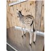Image 8 : Baby Zebra Full Body Taxidermy Mount