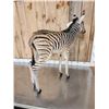 Image 9 : Baby Zebra Full Body Taxidermy Mount