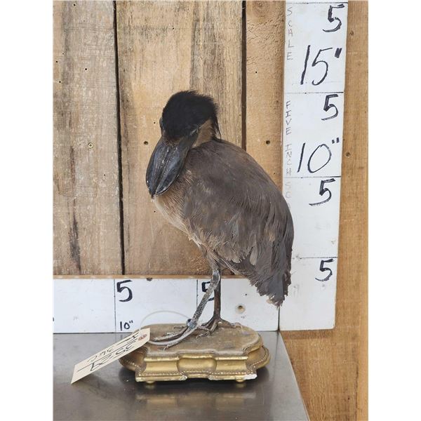Boat Billed Heron Full Body Bird Taxidermy