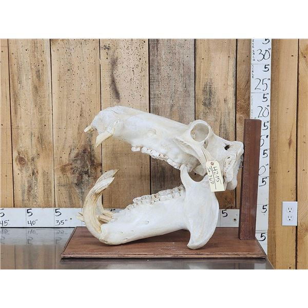 Big Hippopotamus Skull Taxidermy