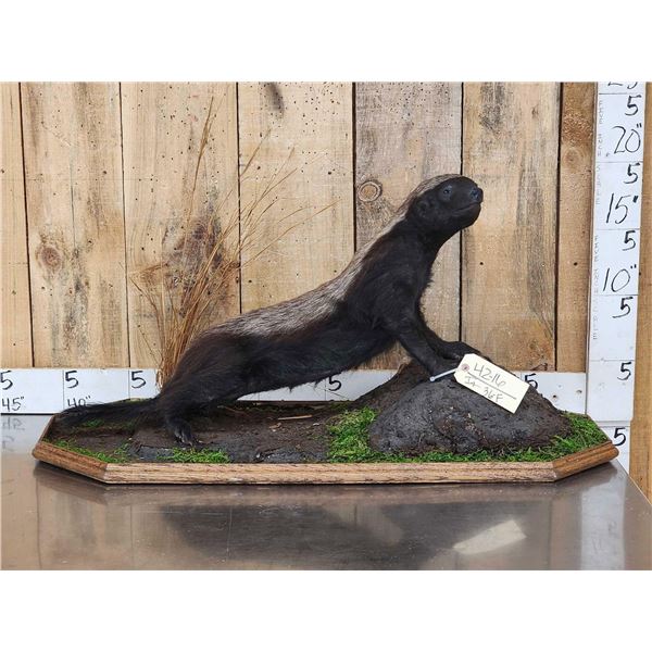 African Honey Badger Full Body Taxidermy Mount