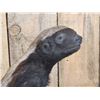 Image 3 : African Honey Badger Full Body Taxidermy Mount
