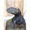 Image 5 : African Honey Badger Full Body Taxidermy Mount