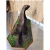 Image 6 : African Honey Badger Full Body Taxidermy Mount