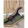 Image 7 : African Honey Badger Full Body Taxidermy Mount