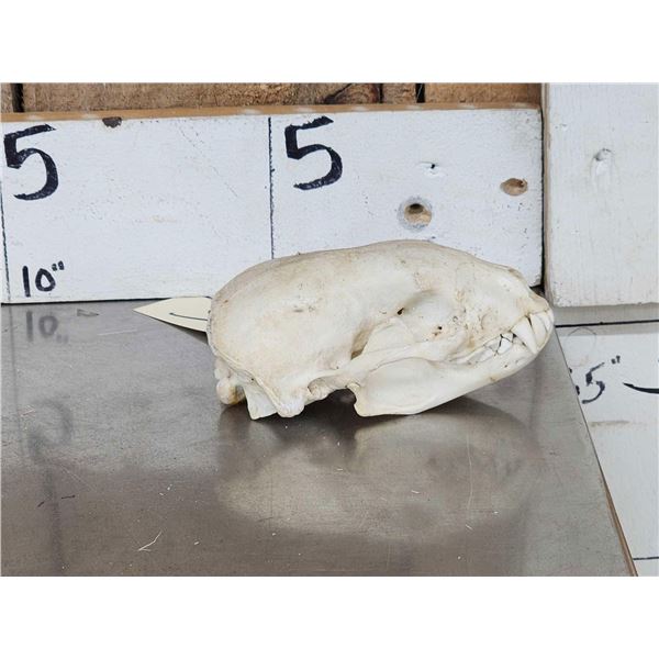 African Honey Badger Skull Taxidermy