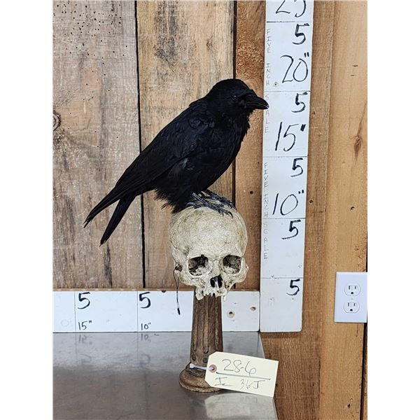 European Carrion Crow On Human Skull Full Body Bird Taxidermy