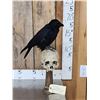 Image 1 : European Carrion Crow On Human Skull Full Body Bird Taxidermy