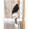 Image 2 : European Carrion Crow On Human Skull Full Body Bird Taxidermy