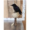 Image 3 : European Carrion Crow On Human Skull Full Body Bird Taxidermy