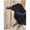 Image 4 : European Carrion Crow On Human Skull Full Body Bird Taxidermy