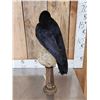 Image 5 : European Carrion Crow On Human Skull Full Body Bird Taxidermy