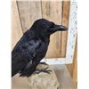 Image 6 : European Carrion Crow On Human Skull Full Body Bird Taxidermy