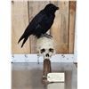 Image 7 : European Carrion Crow On Human Skull Full Body Bird Taxidermy