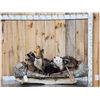 Image 1 : Noah's Ark 7 Critters In A Birch Bark Canoe