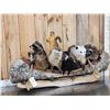 Image 2 : Noah's Ark 7 Critters In A Birch Bark Canoe