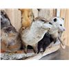 Image 6 : Noah's Ark 7 Critters In A Birch Bark Canoe