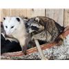Image 9 : Noah's Ark 7 Critters In A Birch Bark Canoe