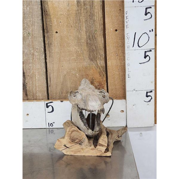 Oreodont Articulated Skull Fossil