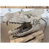 Image 3 : Oreodont Articulated Skull Fossil
