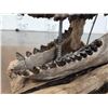 Image 4 : Oreodont Articulated Skull Fossil
