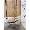 Image 6 : Oreodont Articulated Skull Fossil