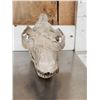 Image 7 : Oreodont Articulated Skull Fossil