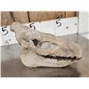 Image 8 : Oreodont Articulated Skull Fossil