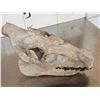 Image 9 : Oreodont Articulated Skull Fossil
