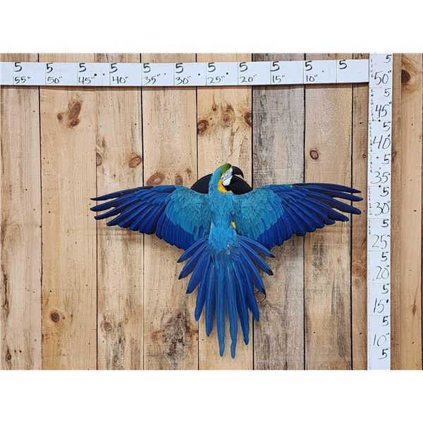 Spectacular Blue & Yellow Macaw Full Body Bird Taxidermy