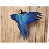 Image 2 : Spectacular Blue & Yellow Macaw Full Body Bird Taxidermy