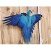 Image 3 : Spectacular Blue & Yellow Macaw Full Body Bird Taxidermy