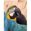 Image 4 : Spectacular Blue & Yellow Macaw Full Body Bird Taxidermy