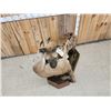Image 10 : African Hyena With Duiker Full Body Taxidermy Mount