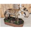 Image 11 : African Hyena With Duiker Full Body Taxidermy Mount
