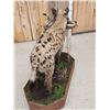 Image 12 : African Hyena With Duiker Full Body Taxidermy Mount