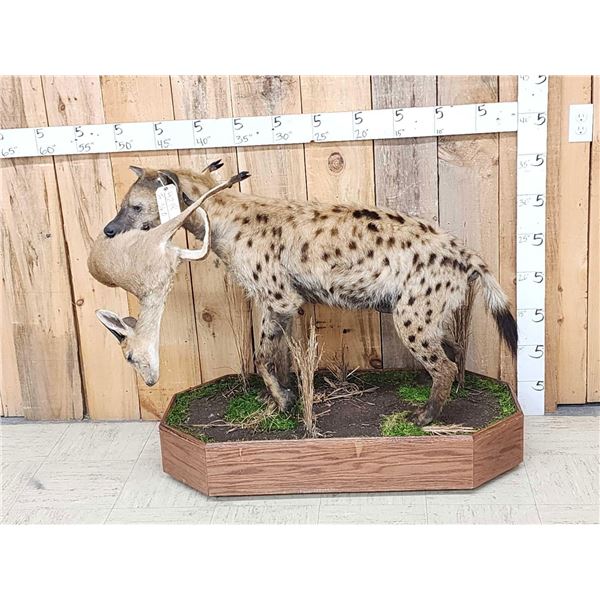 African Hyena With Duiker Full Body Taxidermy Mount
