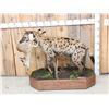 Image 1 : African Hyena With Duiker Full Body Taxidermy Mount