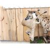 Image 2 : African Hyena With Duiker Full Body Taxidermy Mount