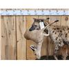Image 3 : African Hyena With Duiker Full Body Taxidermy Mount