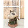 Image 4 : African Hyena With Duiker Full Body Taxidermy Mount