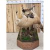Image 5 : African Hyena With Duiker Full Body Taxidermy Mount