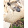 Image 6 : African Hyena With Duiker Full Body Taxidermy Mount